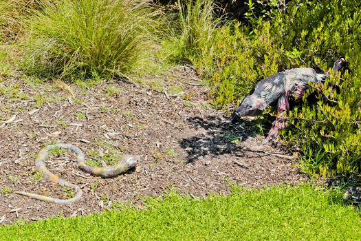 Snake against bear. Sculpture documentation in Green Point Park, Cape Town.