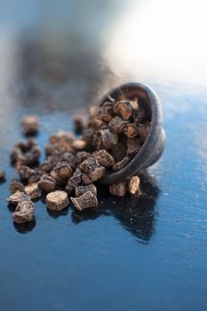 Popular Indian &amp; Asian ayurvedic organic herb musli or Chlorophytum borivilianum or Curculigo orchioides or kali moosli in a clay on wooden surface.