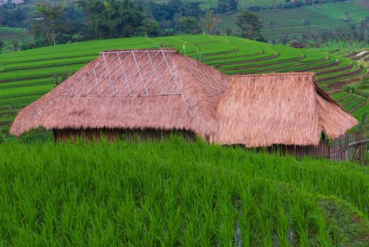 Thatched hut surrounded by terraced rice paddies in Java, Indonesia. A U.N. cultural heritage site.