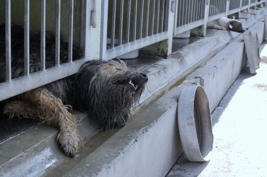 A closed dog is trying to get rid of the bone-yard.