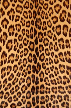 Brown spotted leopard skin background pattern.