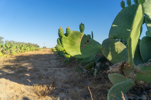 Growing cactus in Israel for nature and food