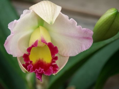 Pink yellow flower blossom.