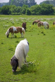 Cute ponies grazies on green meadow