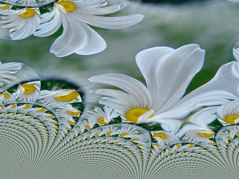 Flower fractal. Camomile field.