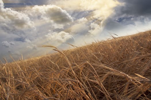 Field of wheat and cloudy sky