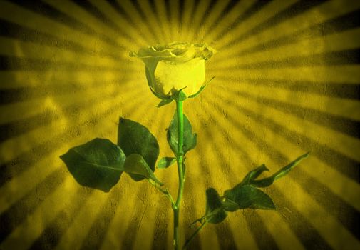 Yellow rose. Background with rays.