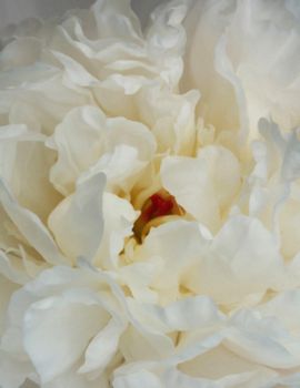 White Peony Blossom. Canvas