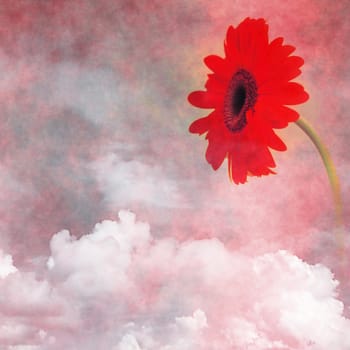 Red flower in cloudy sky