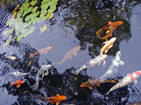 Koi fish in the garden pond