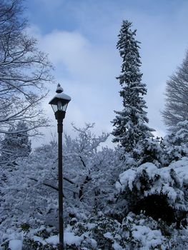 Light pole. Winter trees in snow.