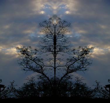 Surreal trees at the dusk.