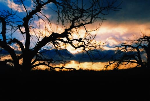 Tree branches. Sunset.