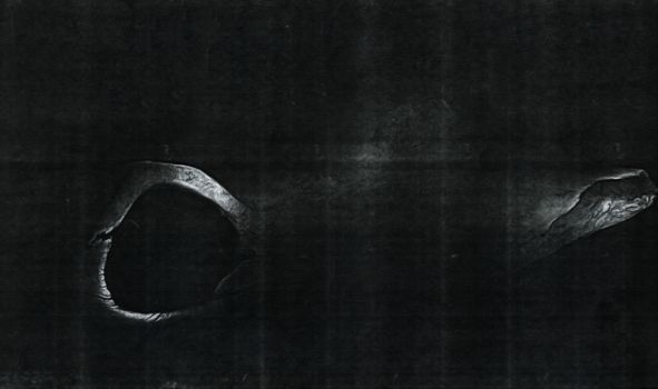 X-ray roentgen image of skull part and teeth
