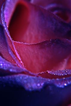 Rose petals close up macro