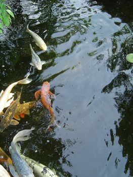 Koi