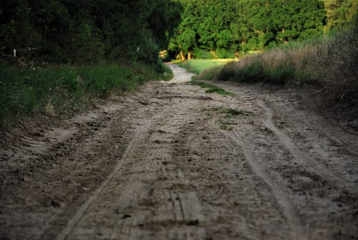 A Sandy road between forest and corn field