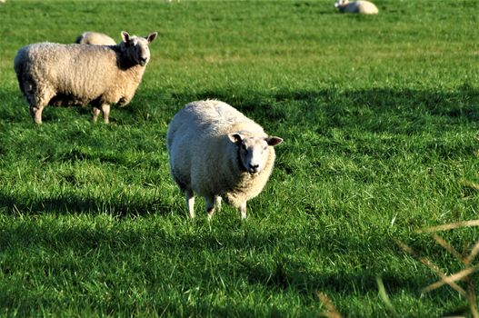 Some sheep on the pasture in northern germany