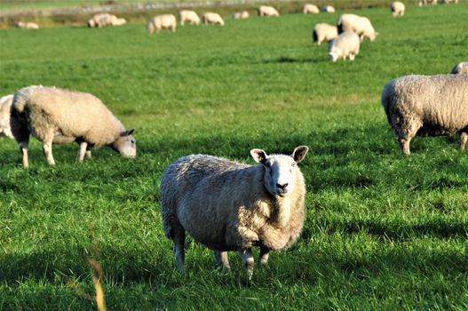 Some sheep on the pasture in northern germany