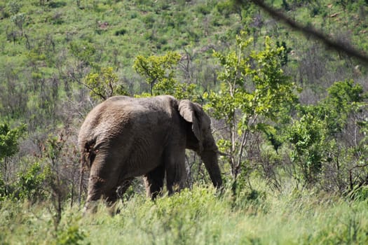Rear view of an african elephant in the bush with trees in the background