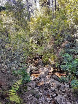 Small stony stream in the Table Mountain National Park forest.