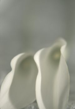 Two white callas buds closeup