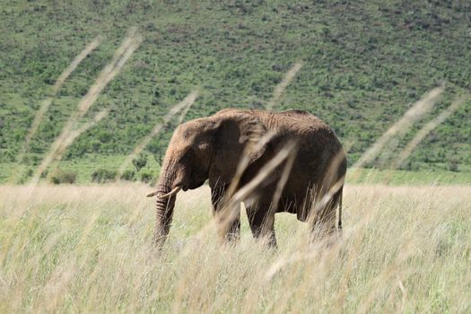 An african elephant in the savannah