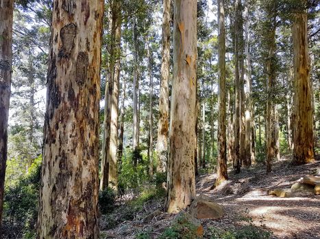 Hiking trail in the Tablemountain National Park, Cape Town, South Africa.