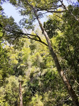 Nature and forest in Africa. Hiking trail in the Table Mountain National Park, Cape Town, South Africa.