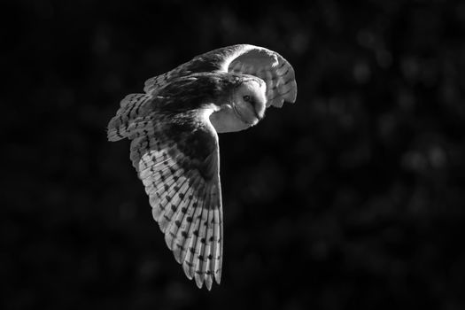 Common Barn Owl, Tyto alba with open wings spread in flight flying low through meadow grassland black and white monochrome stock photo