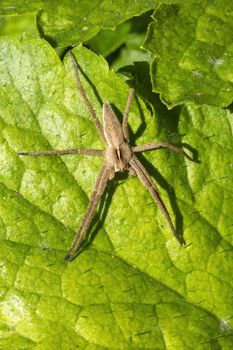 Pisaurina mira (Nursery web spider) a common garden and meadow insect stock photo