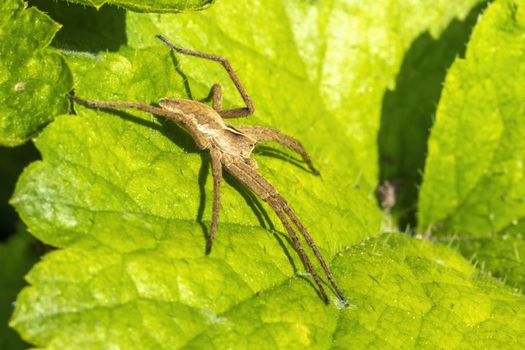 Pisaurina mira (Nursery web spider) a common garden and meadow insect stock photo