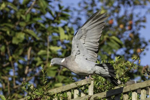 Common Wood Pigeon (Columba palumbus) flying with its wings spread open in flight a bird species of the dove family found in the UK and Europe