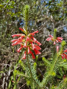 Beautiful red flowers and plants from Cape Town South Africa Table Mountain.