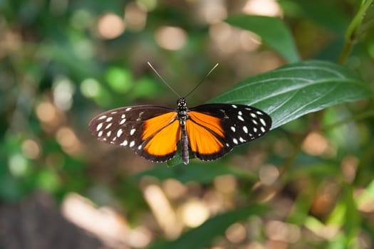 Butterfly with wings open and orange and black coloration with white spots.