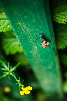 Snail climbing up a green fence