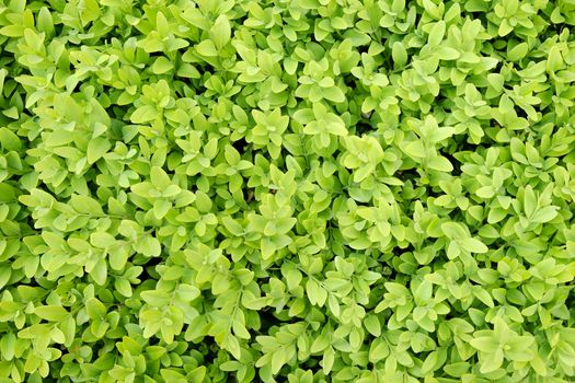 Boxwood background in the spring garden