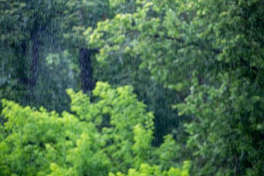 rain falling on blurry green forest background with cloudy soft daylight, telephoto shot