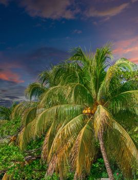 Green Palm Trees Against Sky in an island paradise