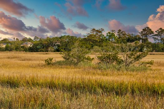 Trees in a winter saltwater marsh