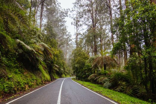 The Yarra Junction to Noojee Rd winds thru ancient forest near Powelltown in Victoria, Australia