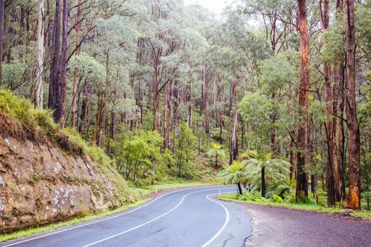 The Yarra Junction to Noojee Rd winds thru ancient forest near Powelltown in Victoria, Australia