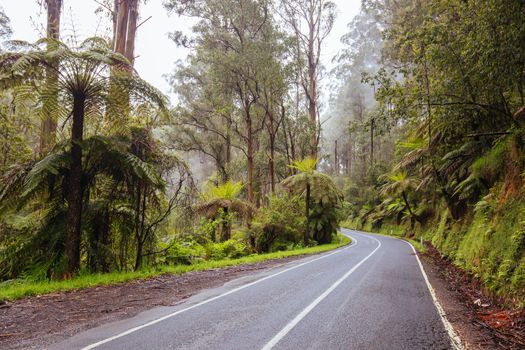 The Yarra Junction to Noojee Rd winds thru ancient forest near Powelltown in Victoria, Australia