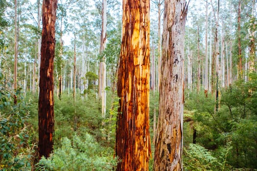 Black Spur flora and fauna after Black Saturday bushfires near Healesville, Victoria, Australia