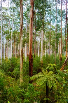 Black Spur flora and fauna after Black Saturday bushfires near Healesville, Victoria, Australia