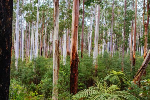 Black Spur flora and fauna after Black Saturday bushfires near Healesville, Victoria, Australia