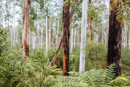 Black Spur flora and fauna after Black Saturday bushfires near Healesville, Victoria, Australia