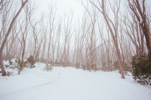 A freshly groomed trail in the middle of winter season at Lake Mountain in Victoria, Australia