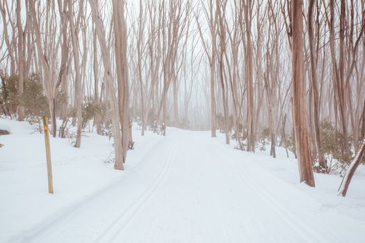 A freshly groomed trail in the middle of winter season at Lake Mountain in Victoria, Australia