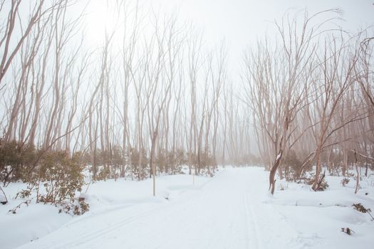 A freshly groomed trail in the middle of winter season at Lake Mountain in Victoria, Australia